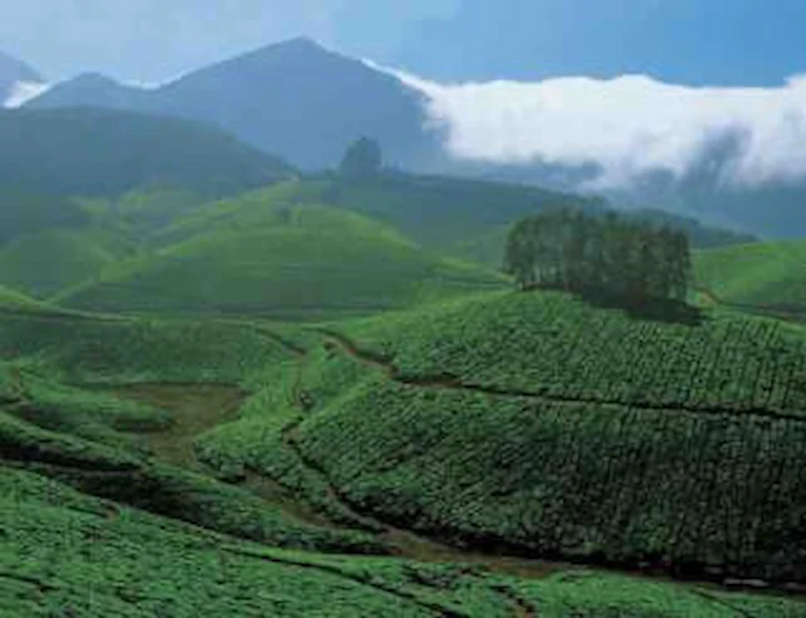 tea-estate-greenery (1)