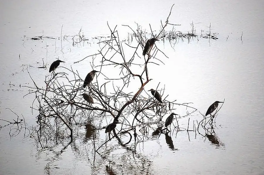 birds-in-kerala