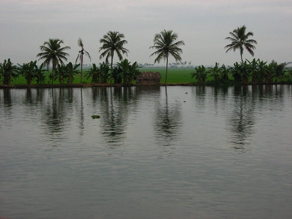 Paddy fields of Kuttanadu