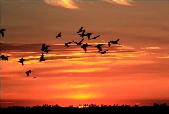 Birds Flying back home..at sunset