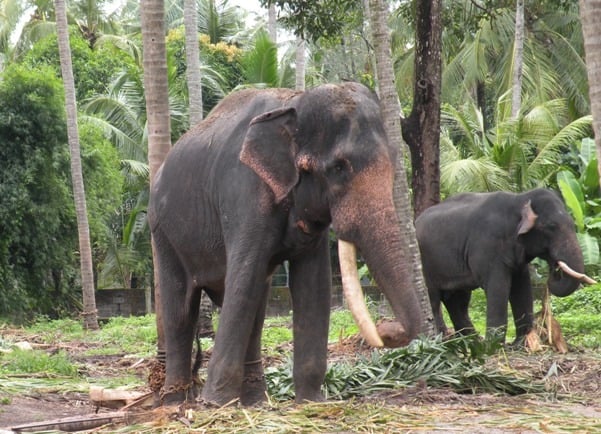 Elephants in Kerala Elephants in Kerala