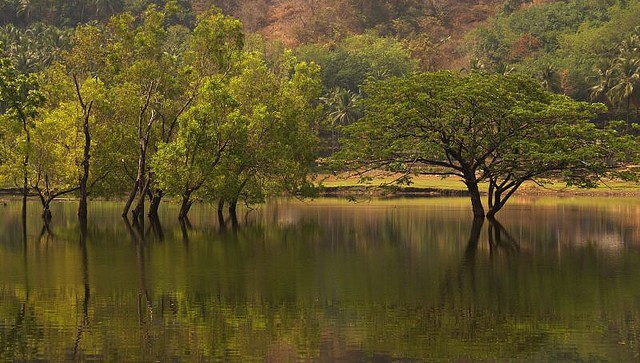 reflections-trees-on-water