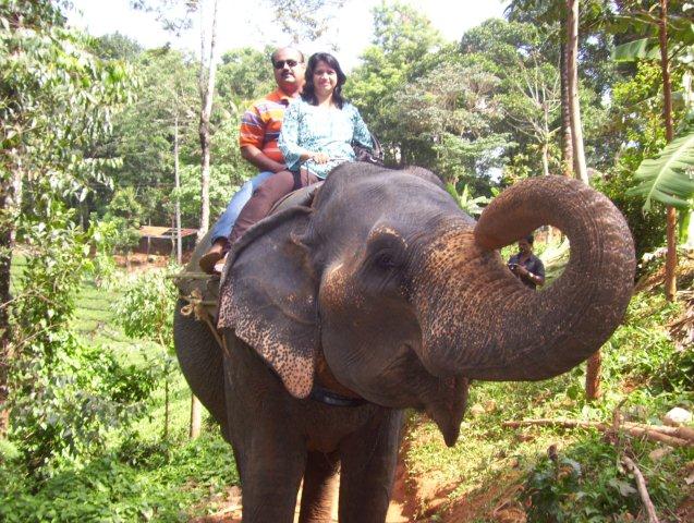 Elephant Safari Elephant Safari