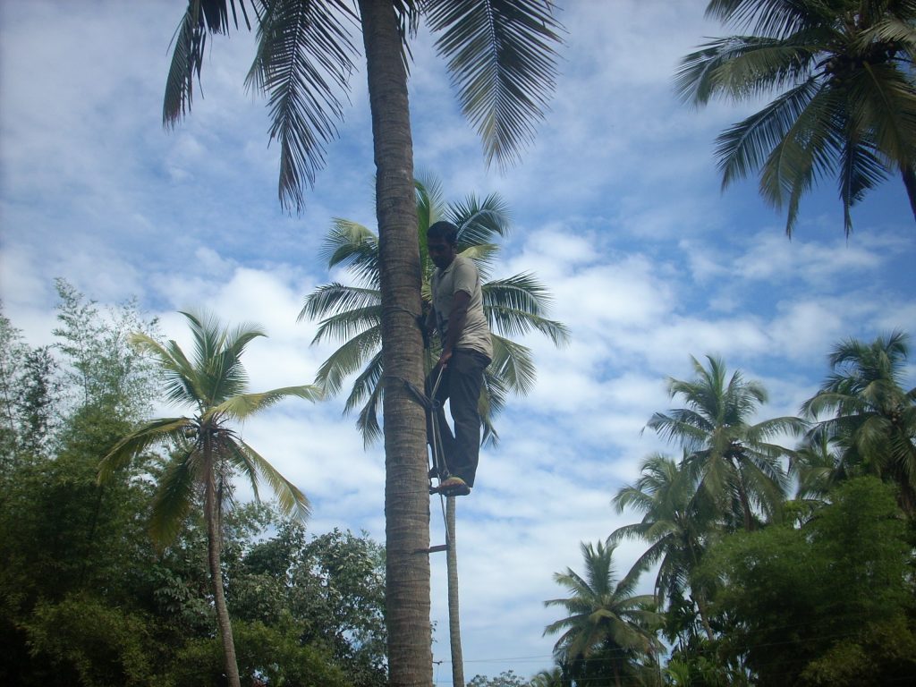 Climbing Coconut Tree