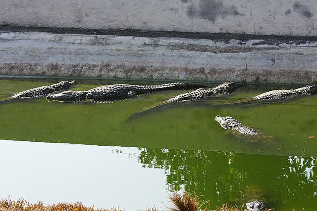 Crocodiles at Neyyar Crocodiles at Neyyar