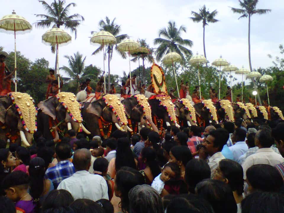Elephants at Trichur Pooram Elephants at Trichur Pooram