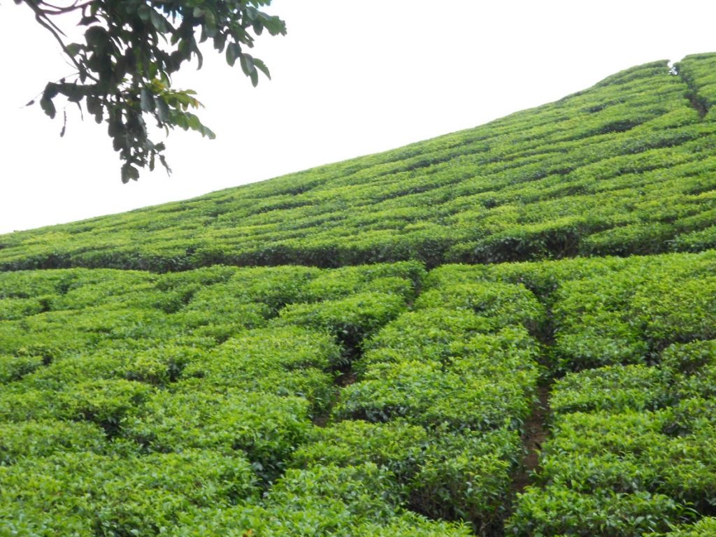 Tea plantations at Thakkedy Tea plantations at Thakkedy