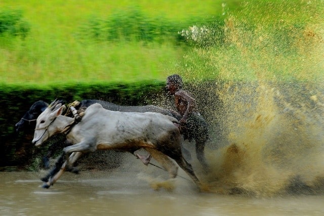 Kaalapoottu, OX Race in Kerala Kaalapoottu, OX Race in Kerala