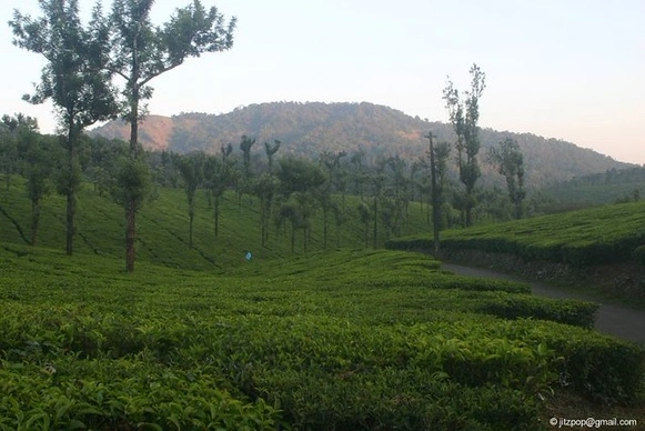 Tea Garden at Nelliampathy