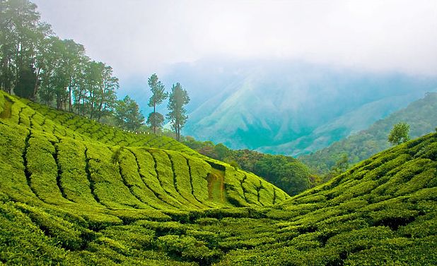 Munnar Tea Gardens
