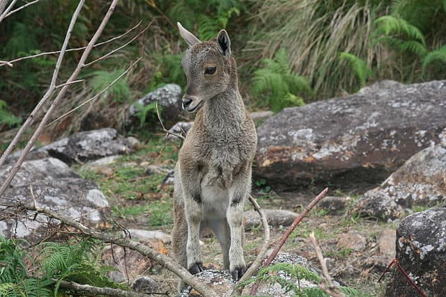 Nilgiri Tahr Kid Nilgiri Tahr Kid