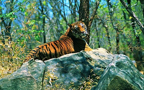 Tiger at Wayanad Sanctuary Tiger at Wayanad Sanctuary