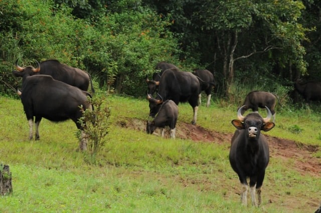 Idukki Wildlife Sanctuary Idukki Wildlife Sanctuary