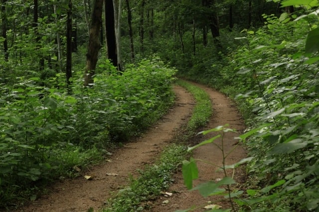 Konni Forest Konni Forest