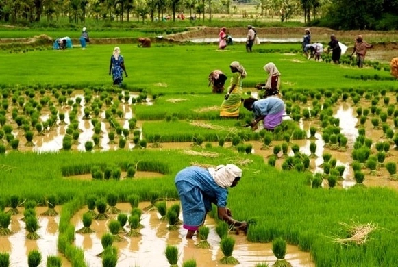 Workers in a Paddy Field