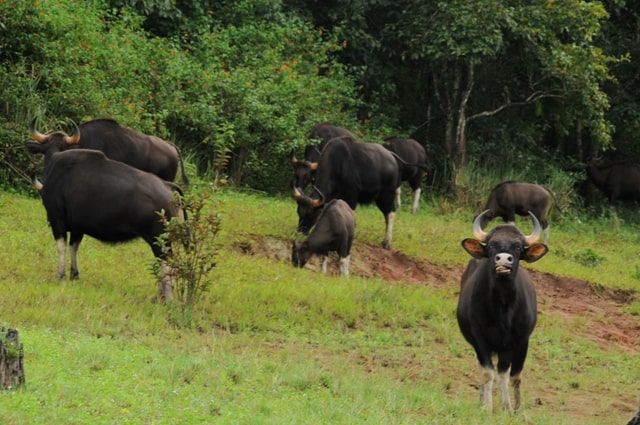 Bisons at Idukki Wildlife Sanctuary Bisons at Idukki Wildlife Sanctuary