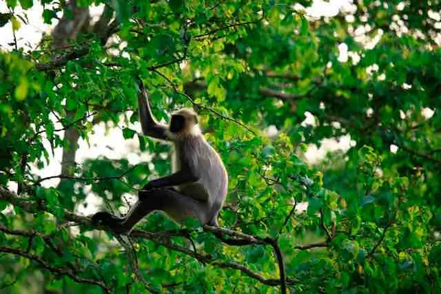 monkey_periyar_wildlife_sanctuary (1)