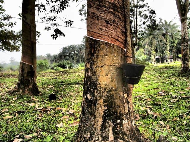 rubber-trees