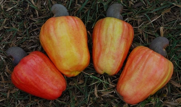 Cashew-Apple in Kerala