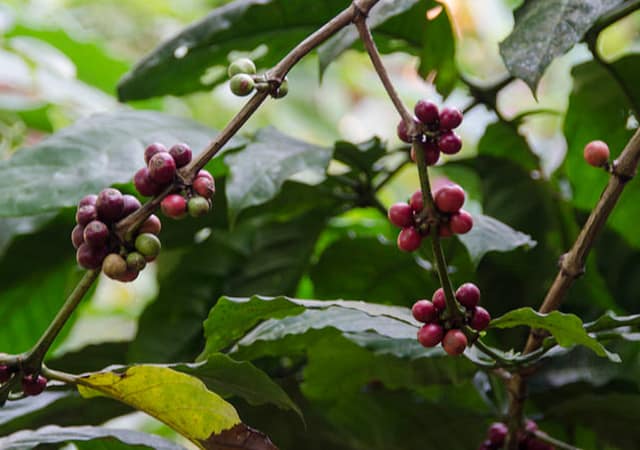 wayanad coffee