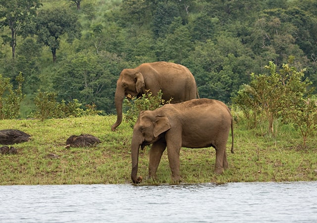 Elephants at Thekkady Elephants at Thekkady