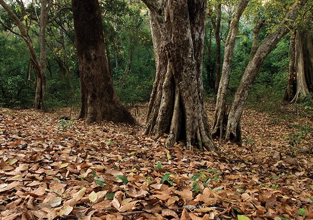 Arippa Forest Arippa Forest