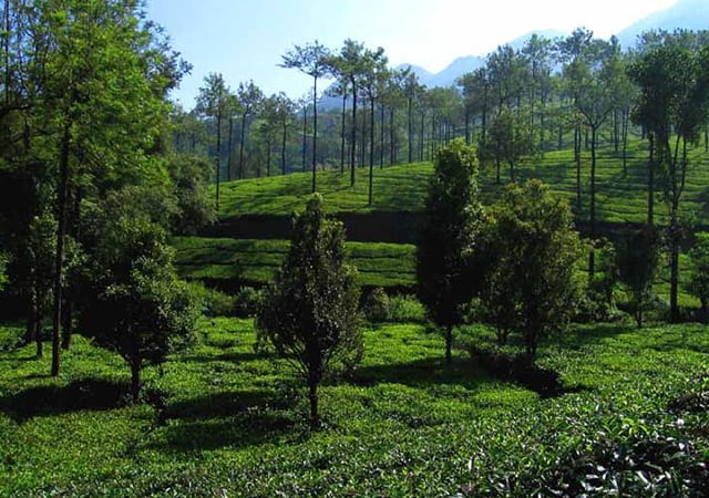Tea Plantations at Kuttikkanam near Thekkady Tea Plantations at Kuttikkanam near Thekkady