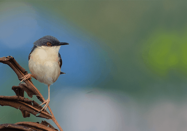 Ashy prinia in Kadamakkudy Ashy prinia in Kadamakkudy