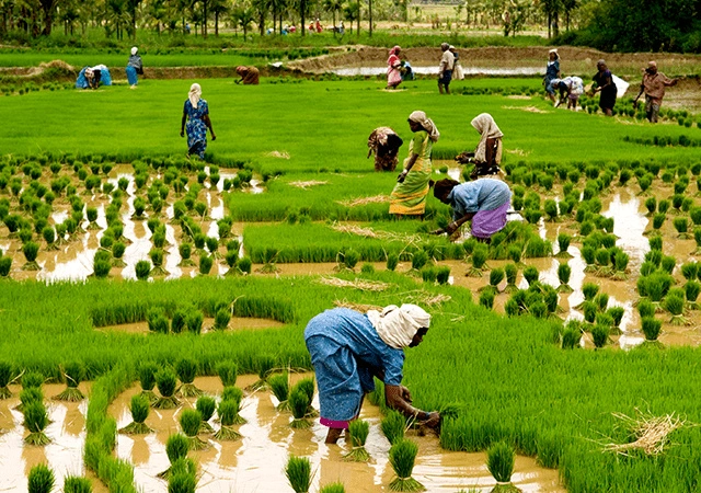 Paddy-Fields