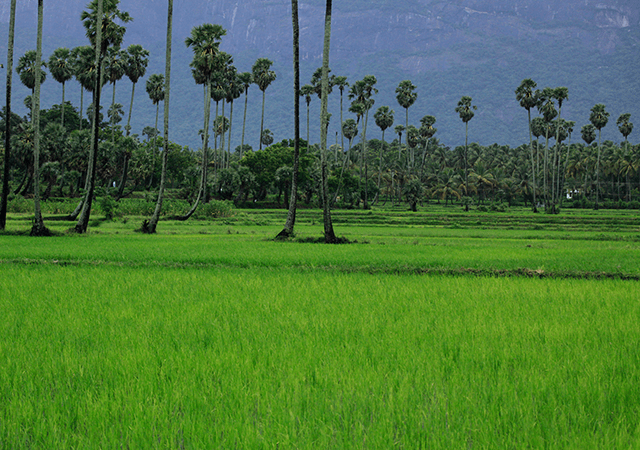 paddy_field_palakkad