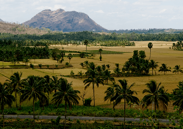 palakkad_paddy_fields.