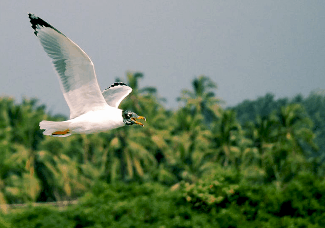 Kadalundi Bird Sanctuary Kadalundi Bird Sanctuary
