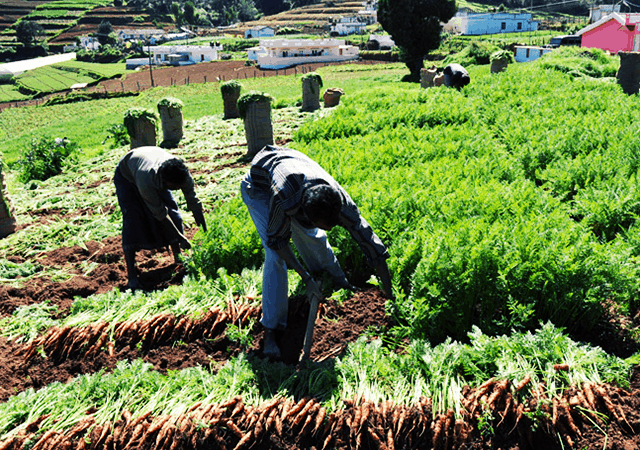 Carrot Harvesting Carrot Harvesting