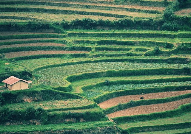 Terraced Slopes in Vattavada