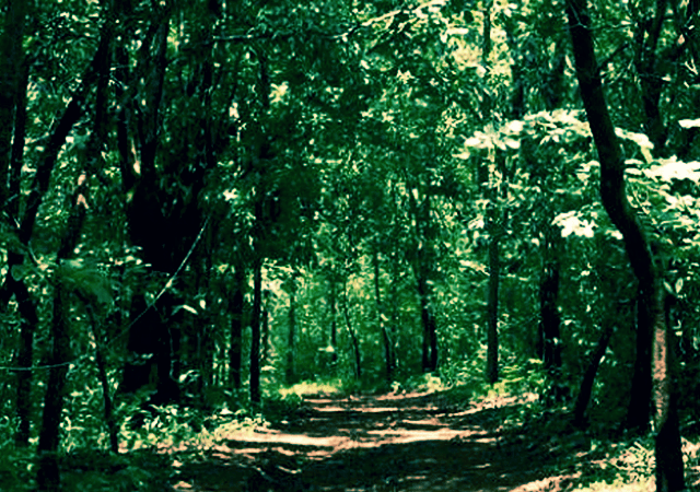 Kareem Forest Kareem Forest