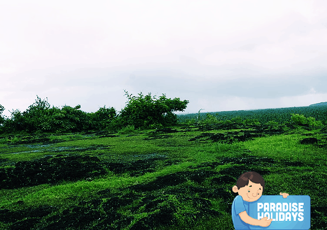 Greenery at Madayipara Greenery at Madayipara