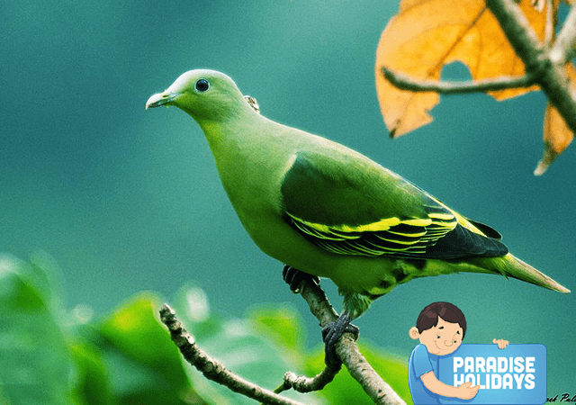 Grey fronted Green Pigeon at Kakkadampoyil Grey fronted Green Pigeon at Kakkadampoyil