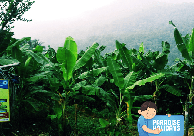 Kakkadampoyil Banana Plantation Kakkadampoyil Banana Plantation