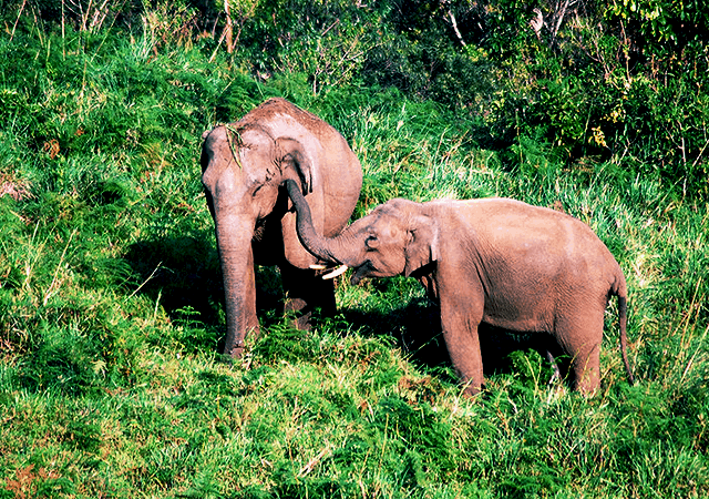 Gavi Elephants Gavi Elephants