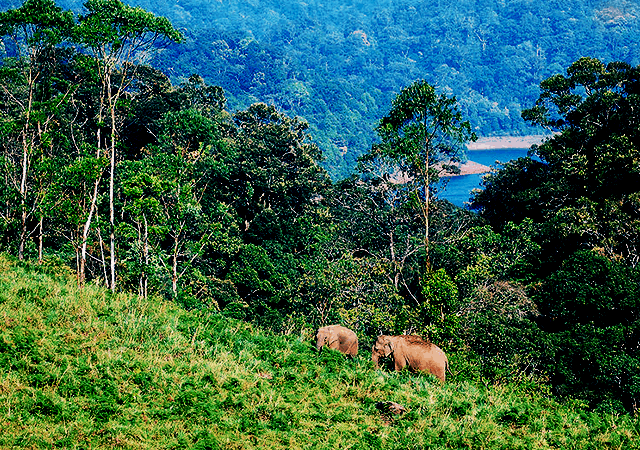 Gavi Elephants on Hill Gavi Elephants on Hill