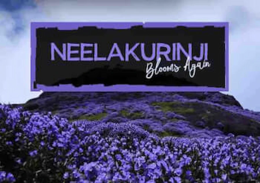 Neelakurinji-Blooms-Again