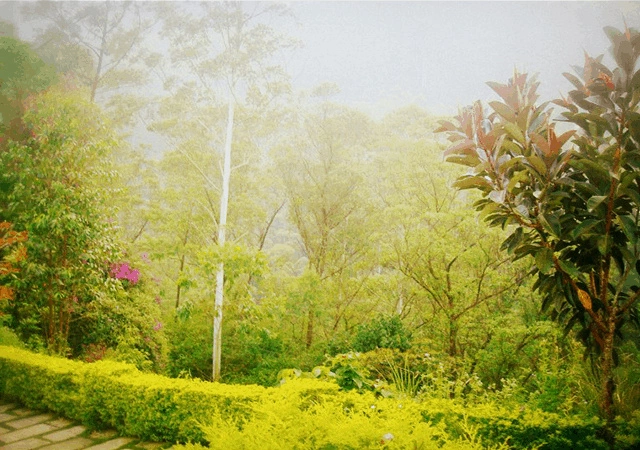 Flower Garden