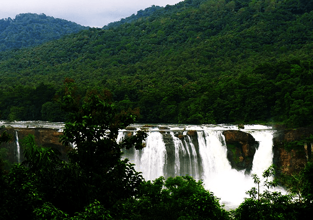 Trichur Forest
