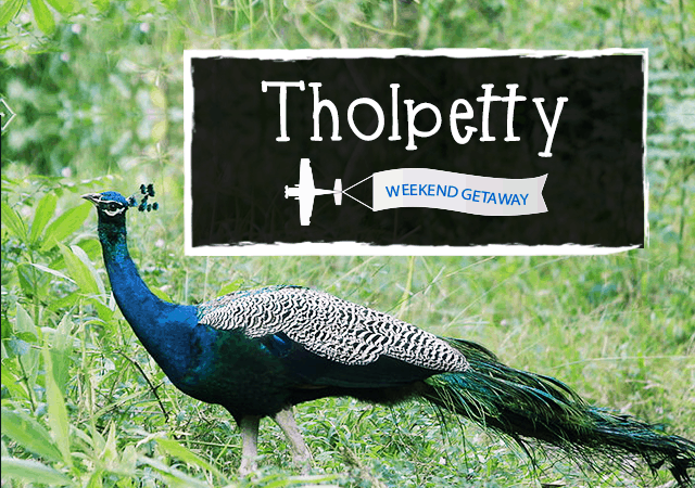 Tholpetty