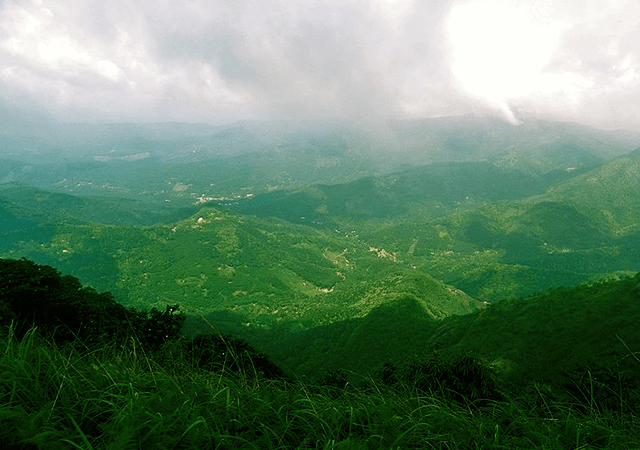 Spice plantations in Cardamom Hills Thekkady