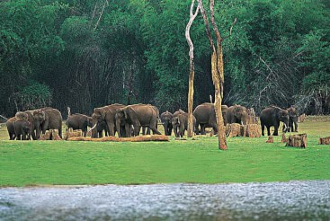 Spice plantation tour Thekkady Kerala