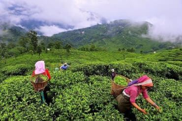 Romantic view of Munnar hill station