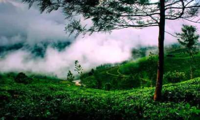 Munnar Tour guide