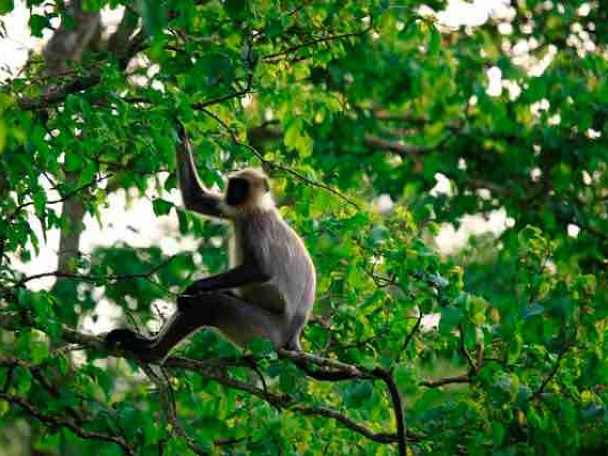 25 Incredible Images: Kerala's Flora and Fauna - Paradise Holidays - Blog