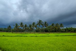 Reasons to visit Kerala tour packages with backwaters, hills and beaches